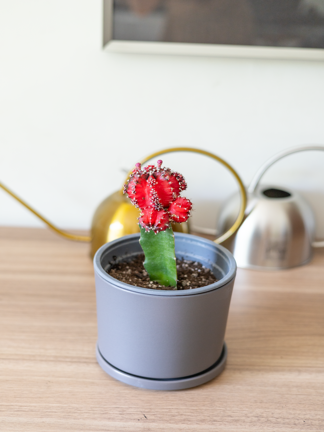 Cactus Injertado