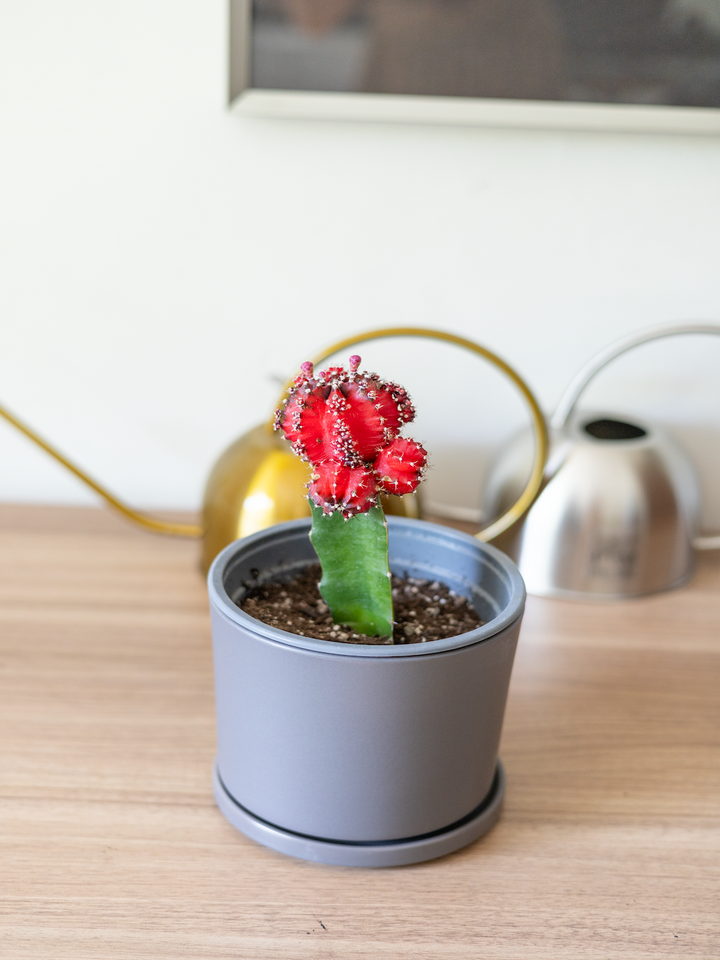 Cactus Injertado
