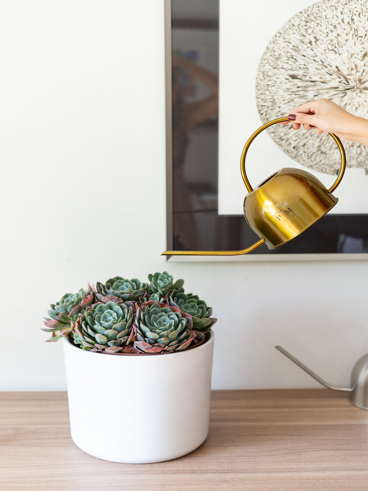 Echeveria Elegans XL