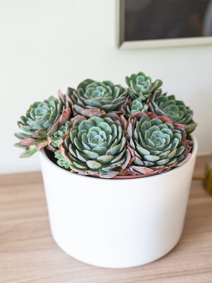 Echeveria Elegans XL