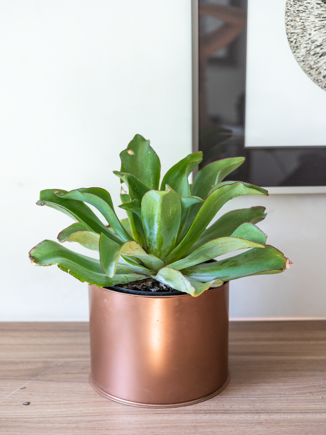 Echeveria Subrigida