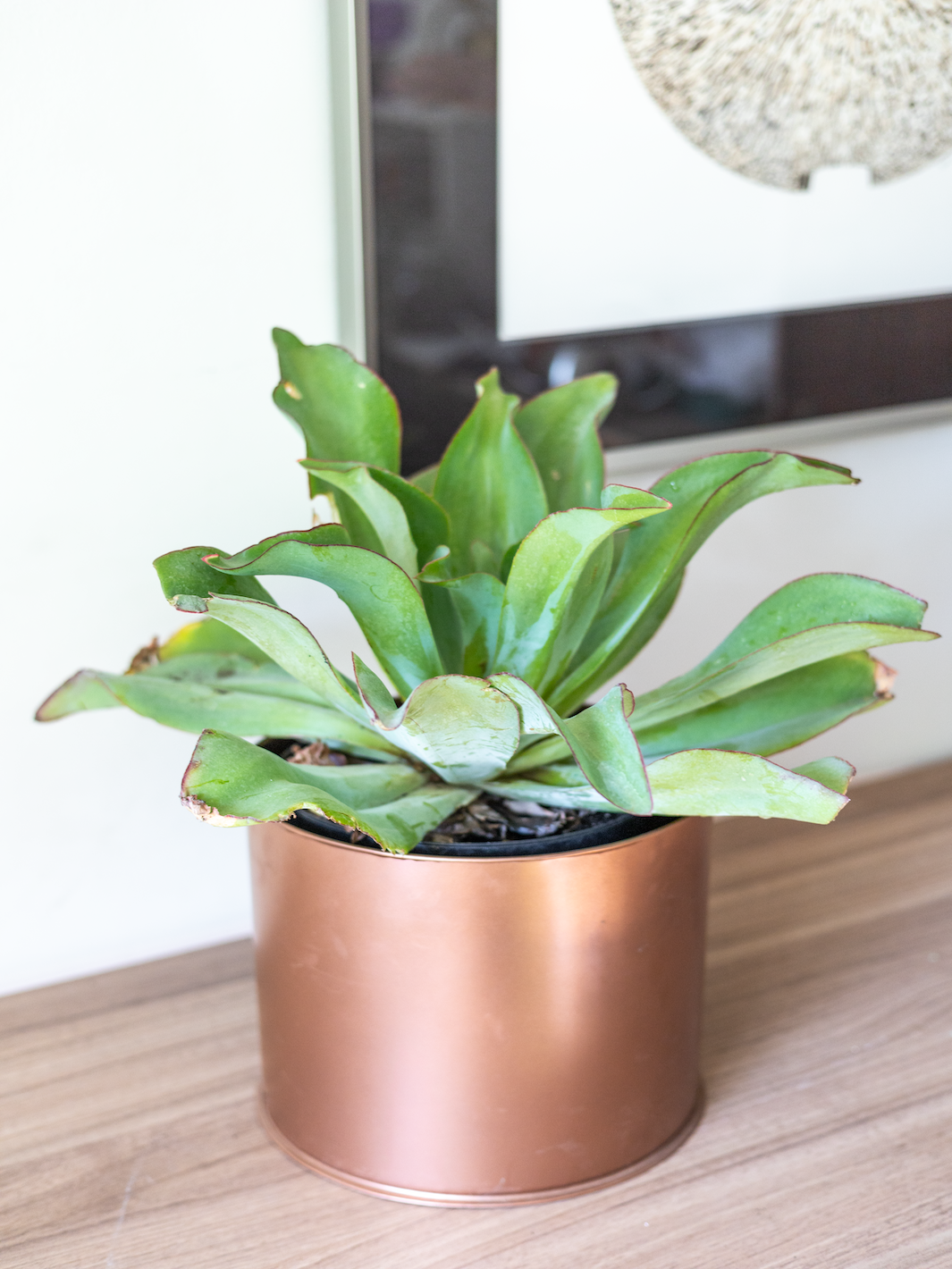 Echeveria Subrigida
