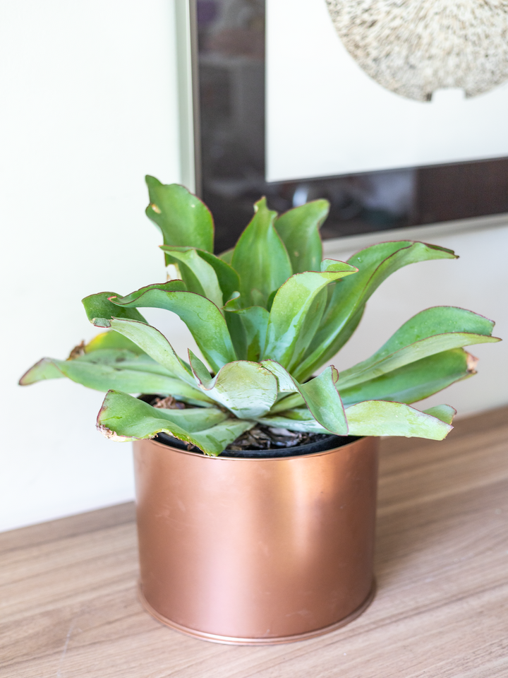 Echeveria Subrigida