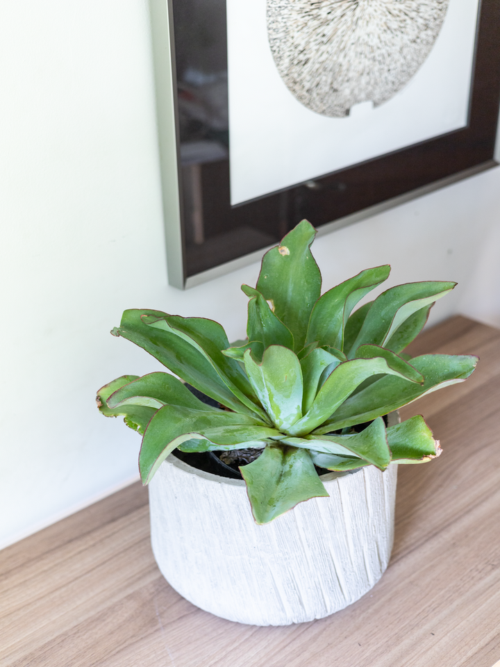 Echeveria Subrigida