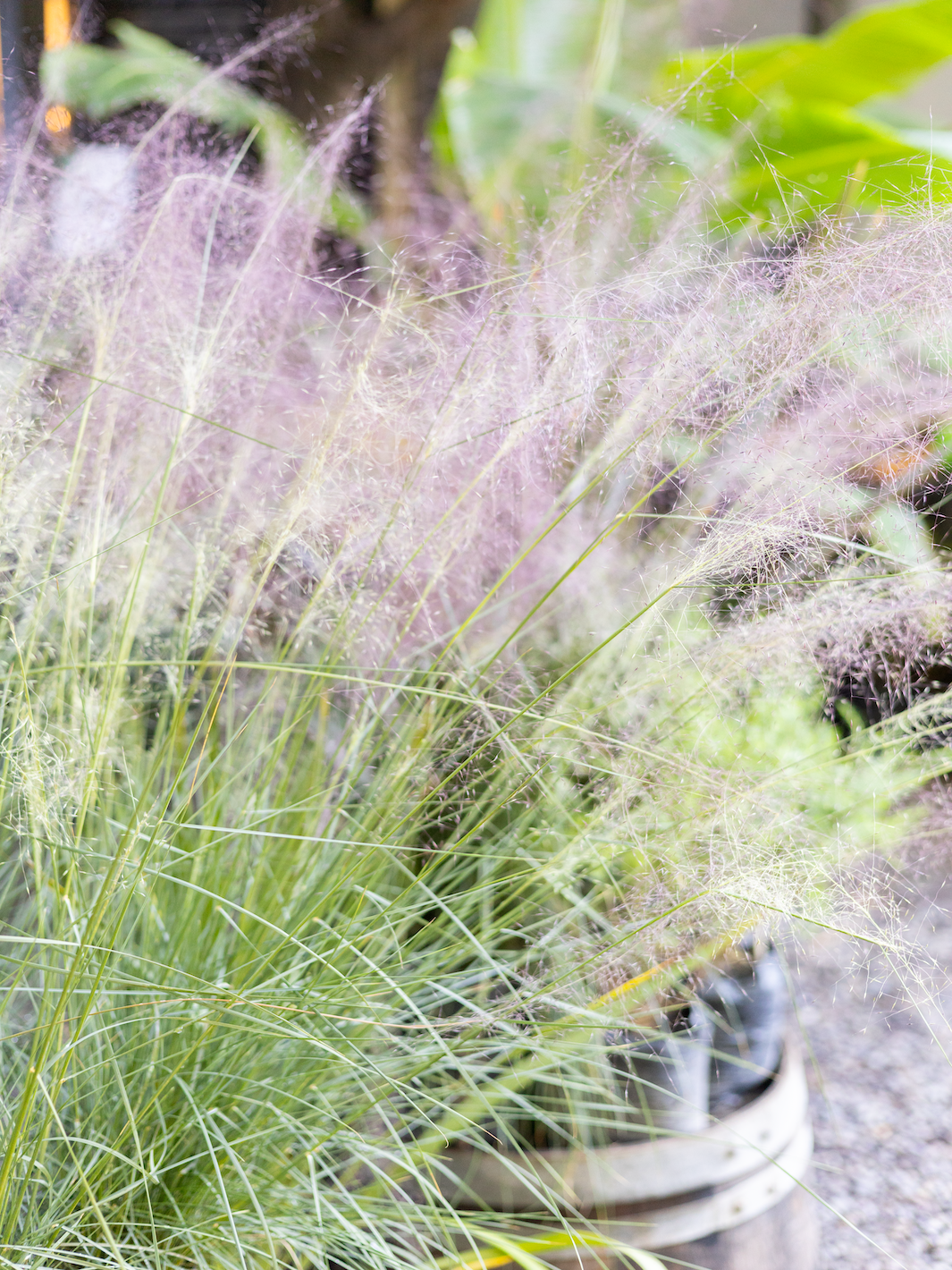 Lagurus Ovatus (Cola de Conejo)