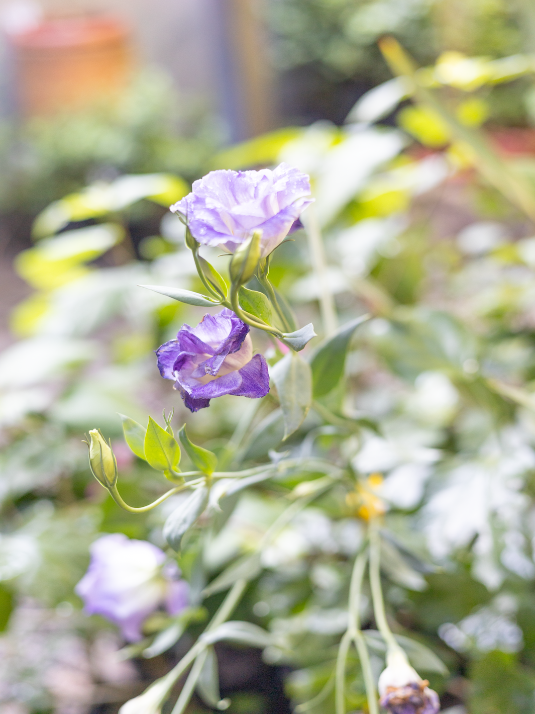 Lisi (Lisianthus Morada)