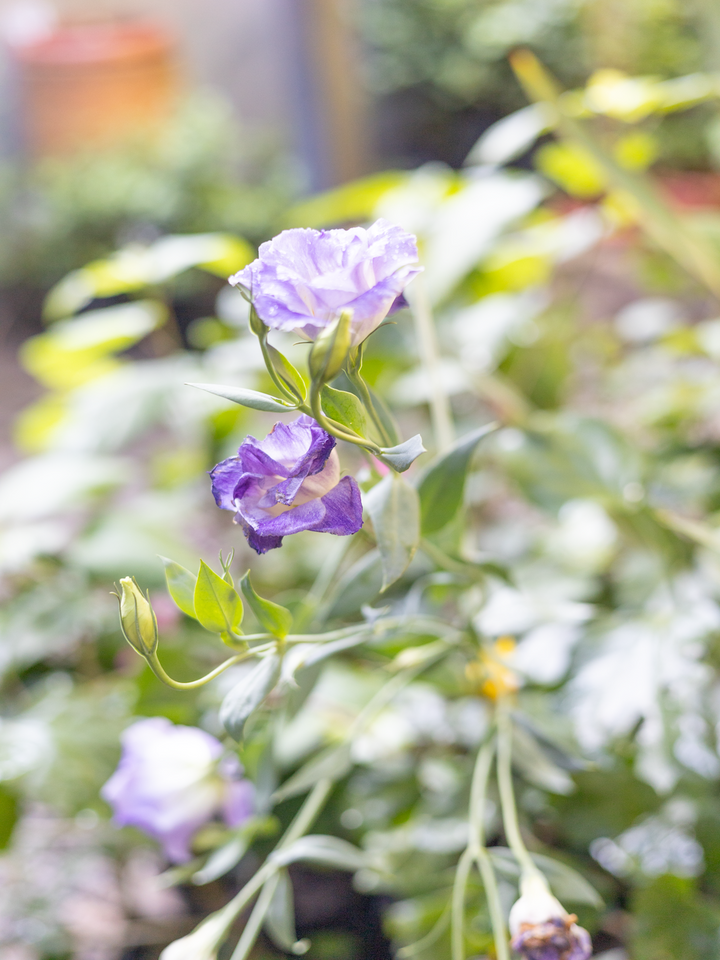 Lisi (Lisianthus Morada)