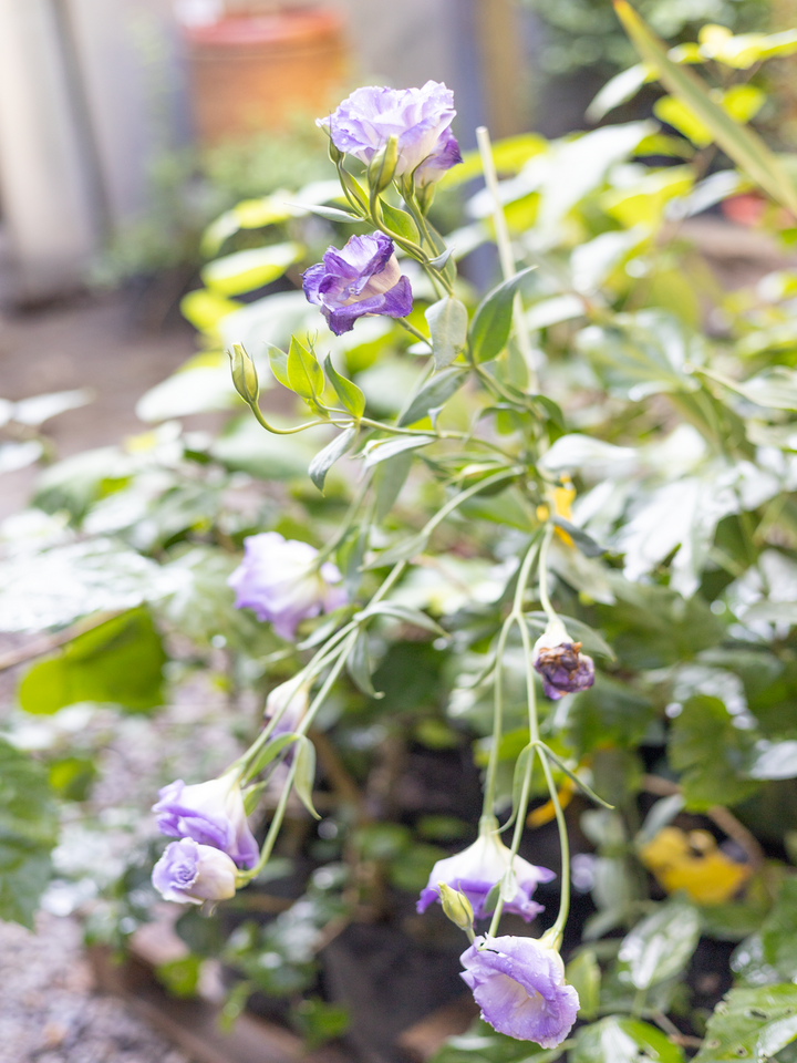 Lisi (Lisianthus Morada)
