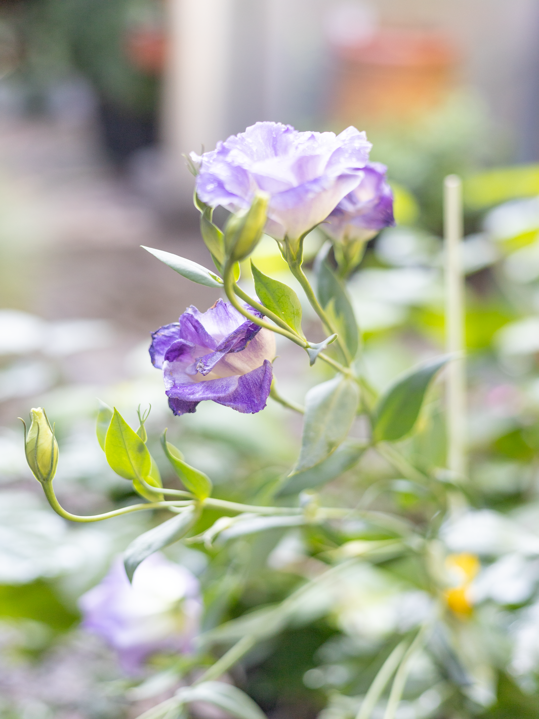 Lisi (Lisianthus Morada)