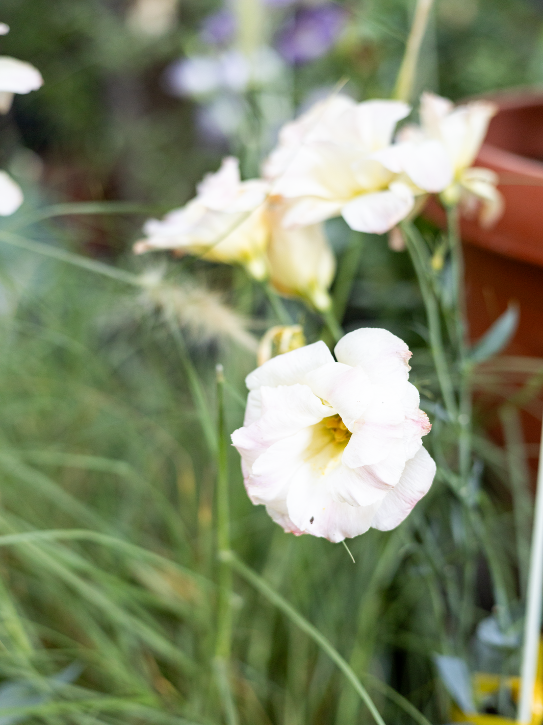 Lisi (Lisianthus Blanco)