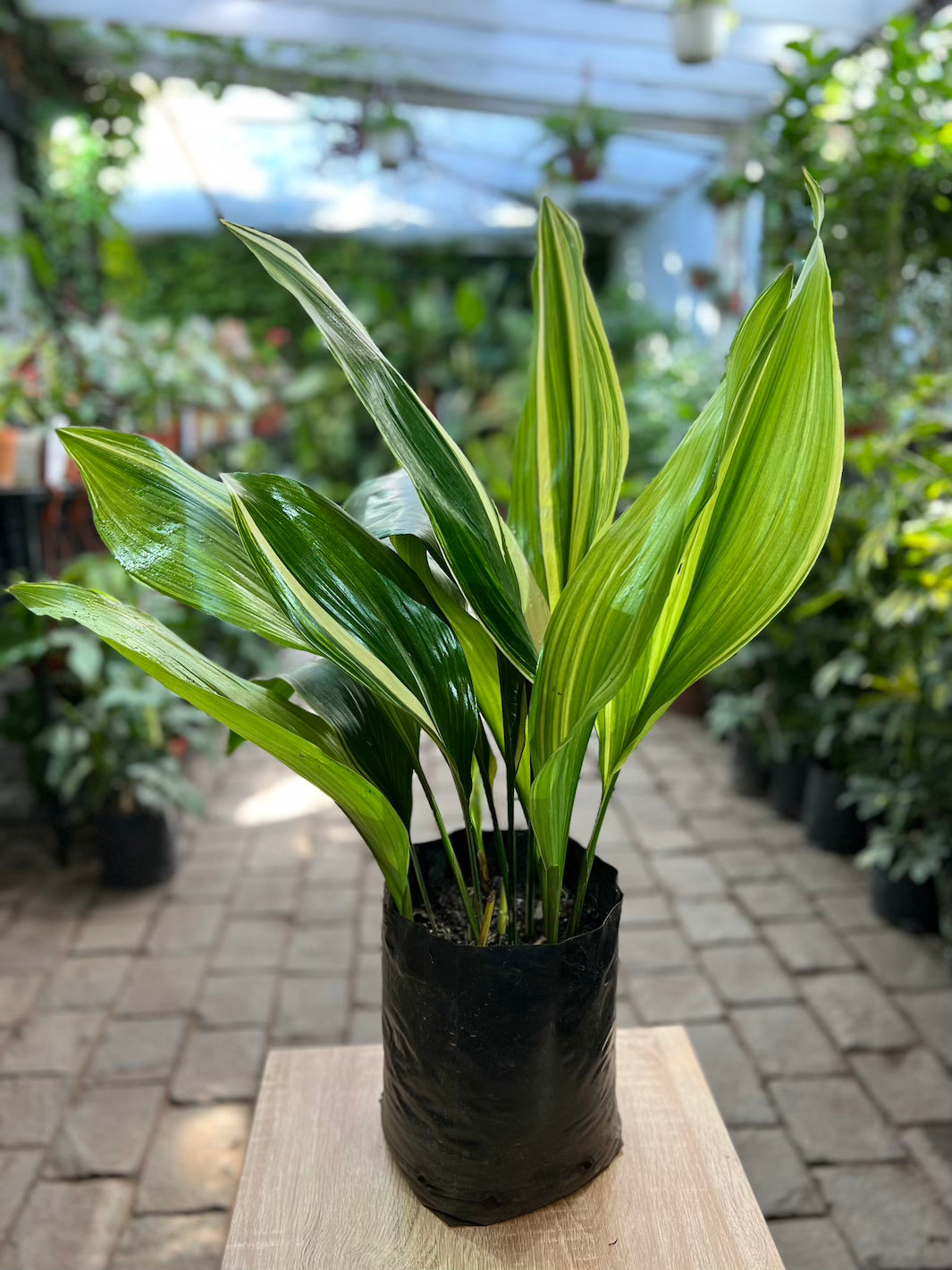 Aspidistra Variegada