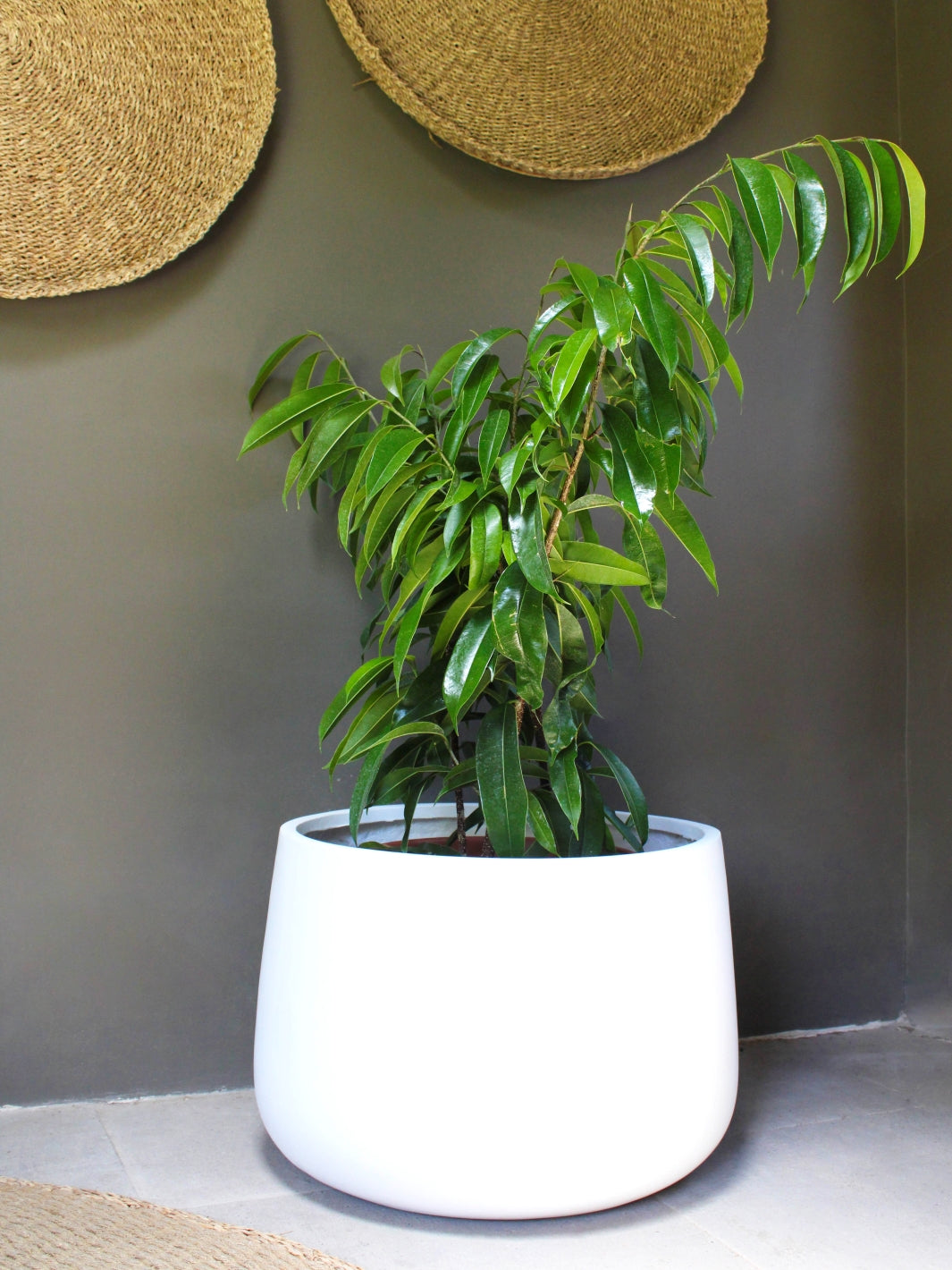 Muhammad L (Ficus Alii)