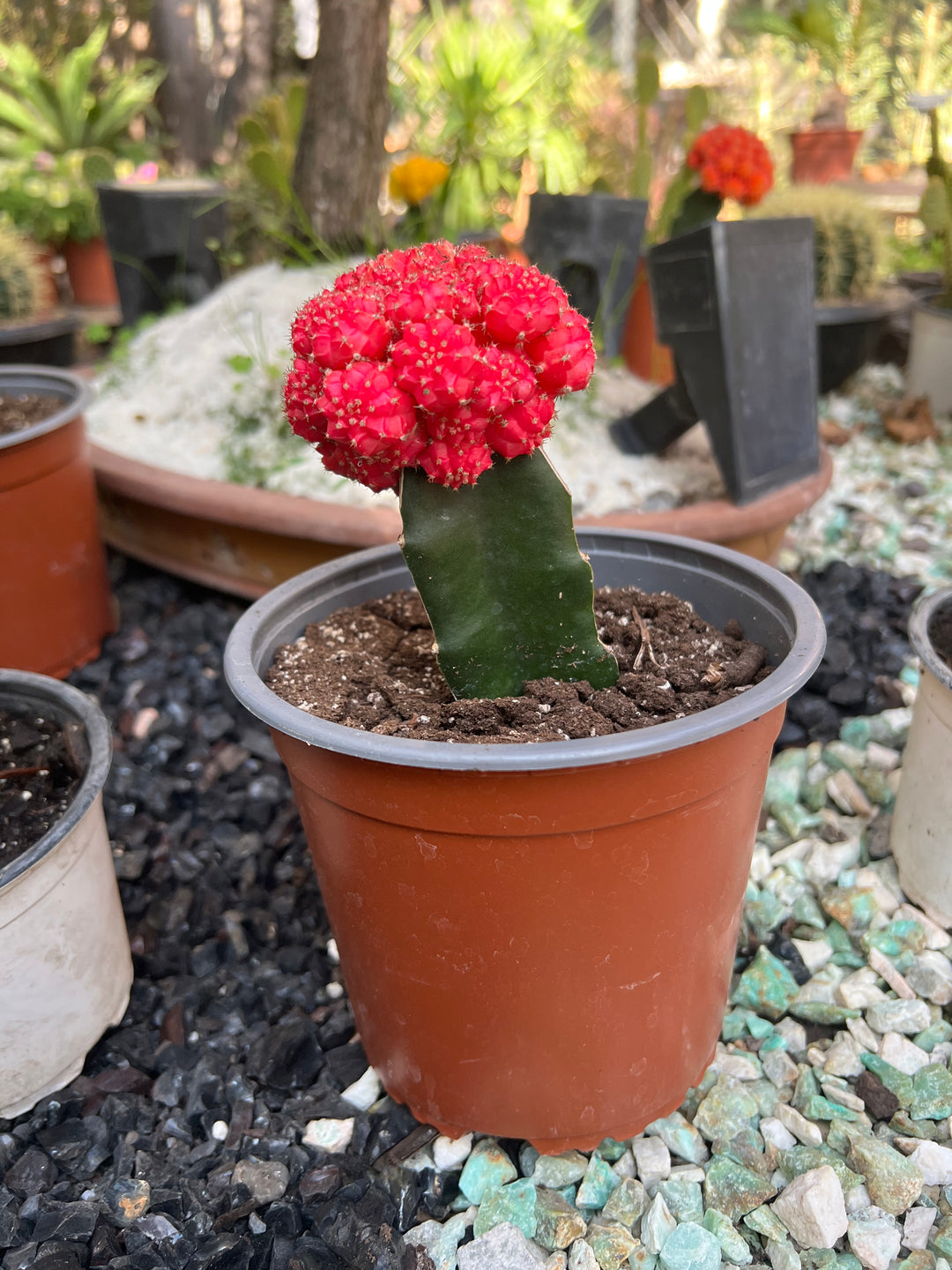 Cactus Injertado
