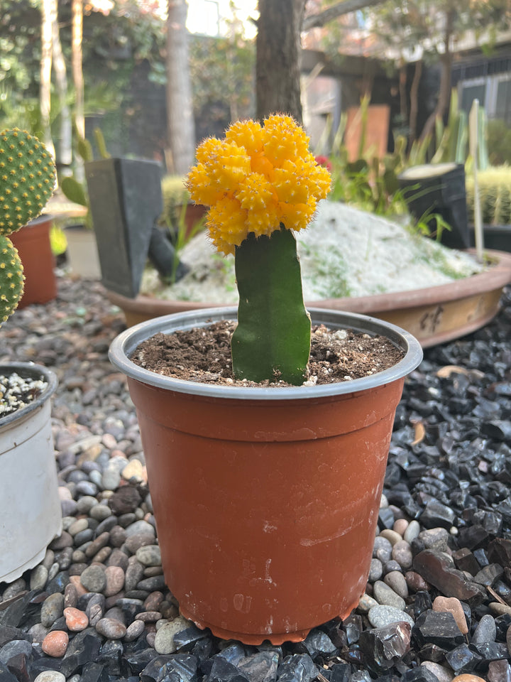 Cactus Injertado