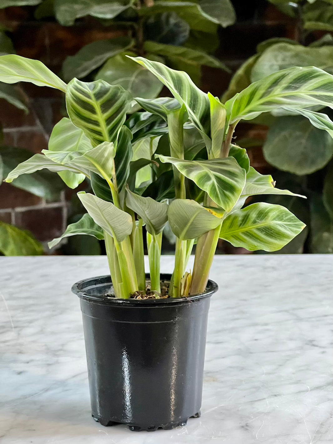 Sabrina (Calathea Zebrina)