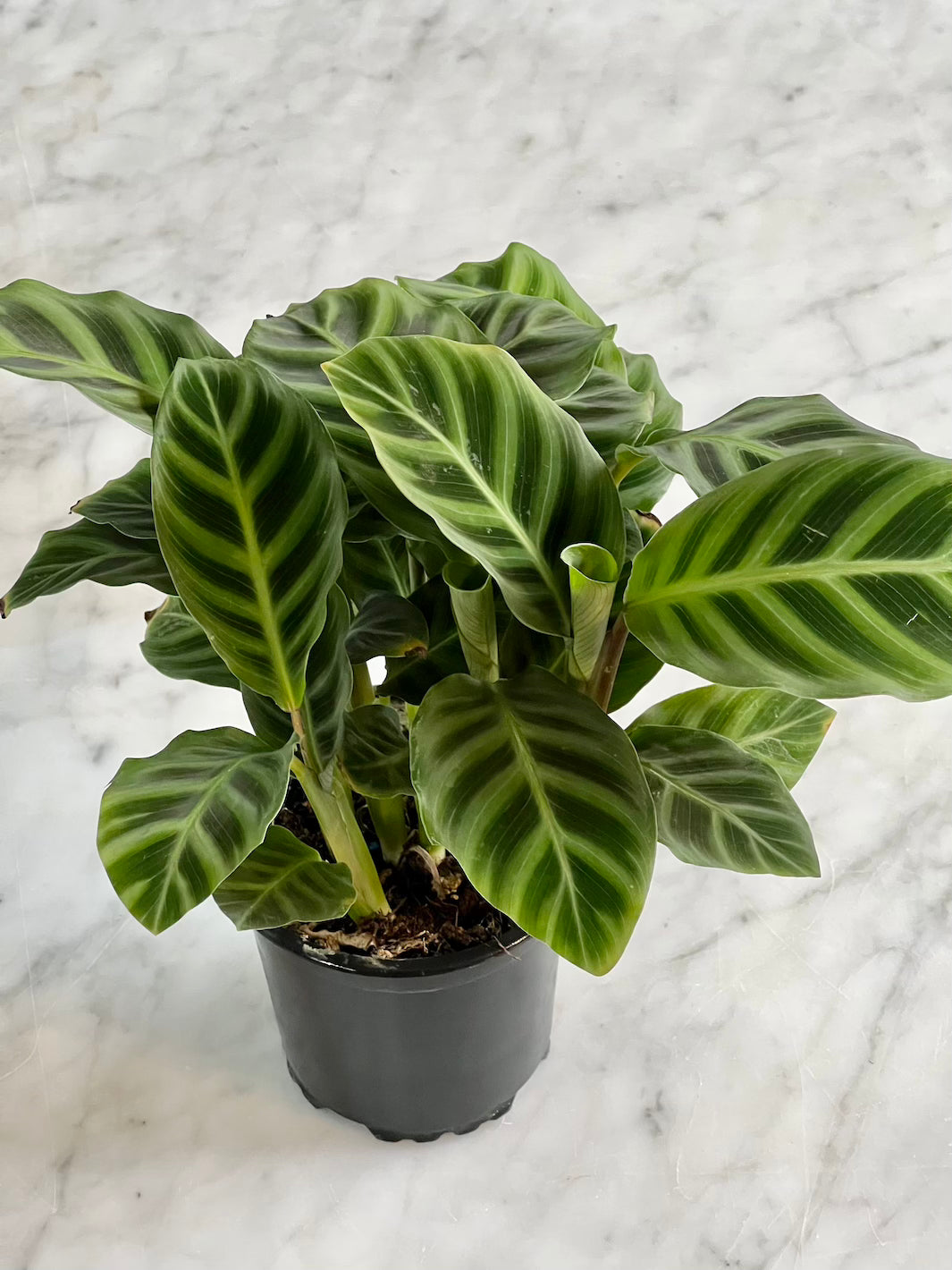 Sabrina (Calathea Zebrina)