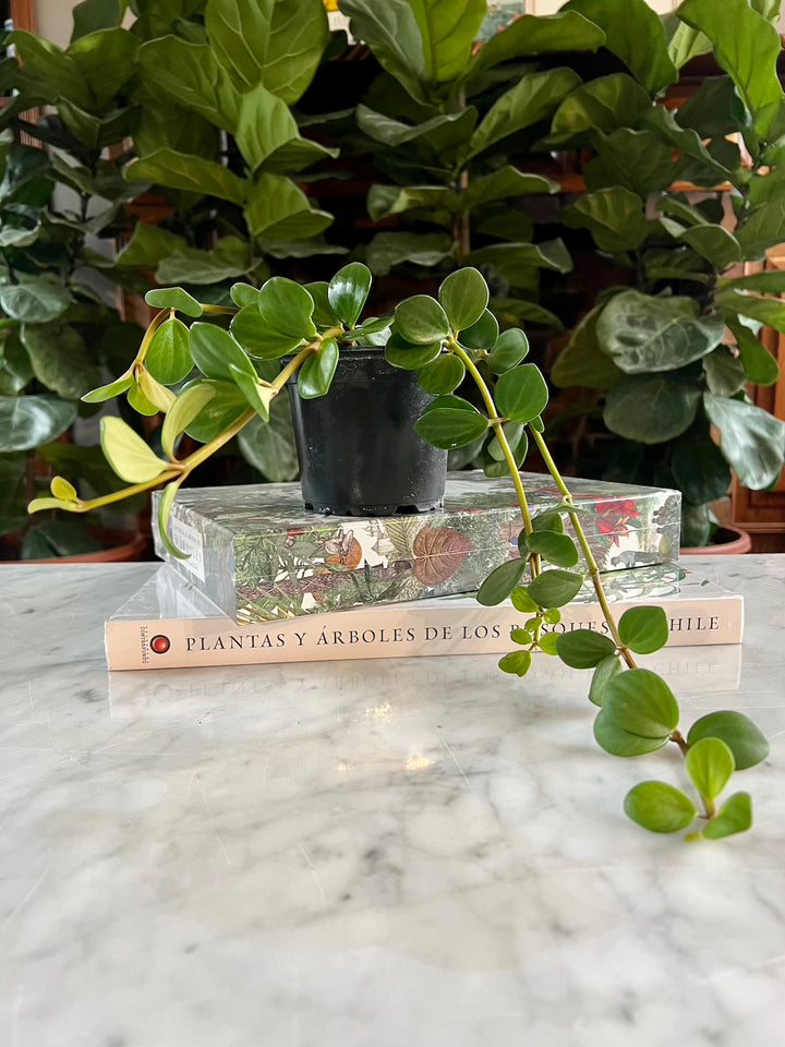 Esperanza (Peperomia Hope)