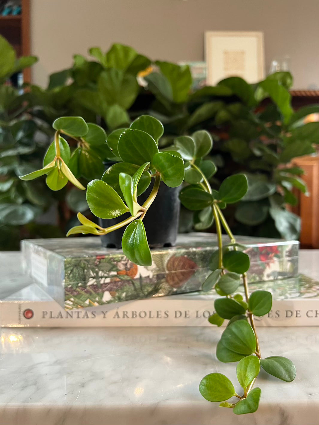 Esperanza (Peperomia Hope)