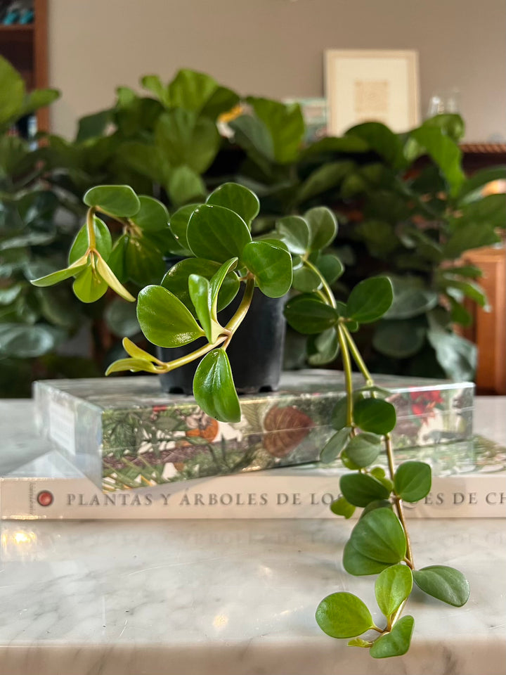 Esperanza (Peperomia Hope)
