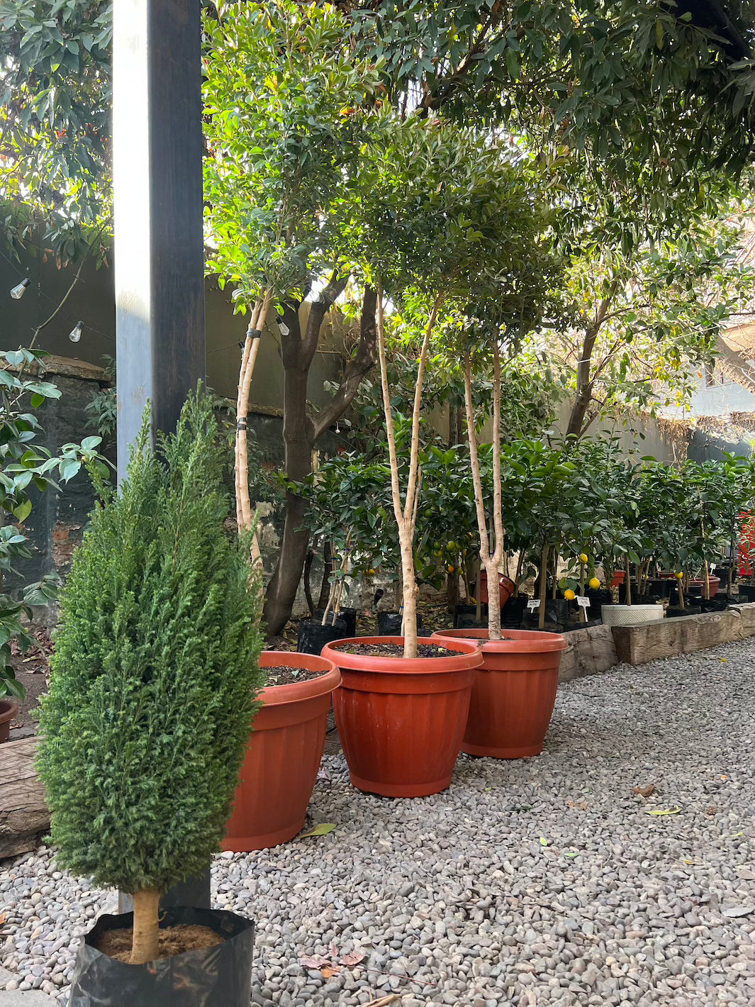 Eugenia (Eugenia Myrtifolia) Pie Alto XXL