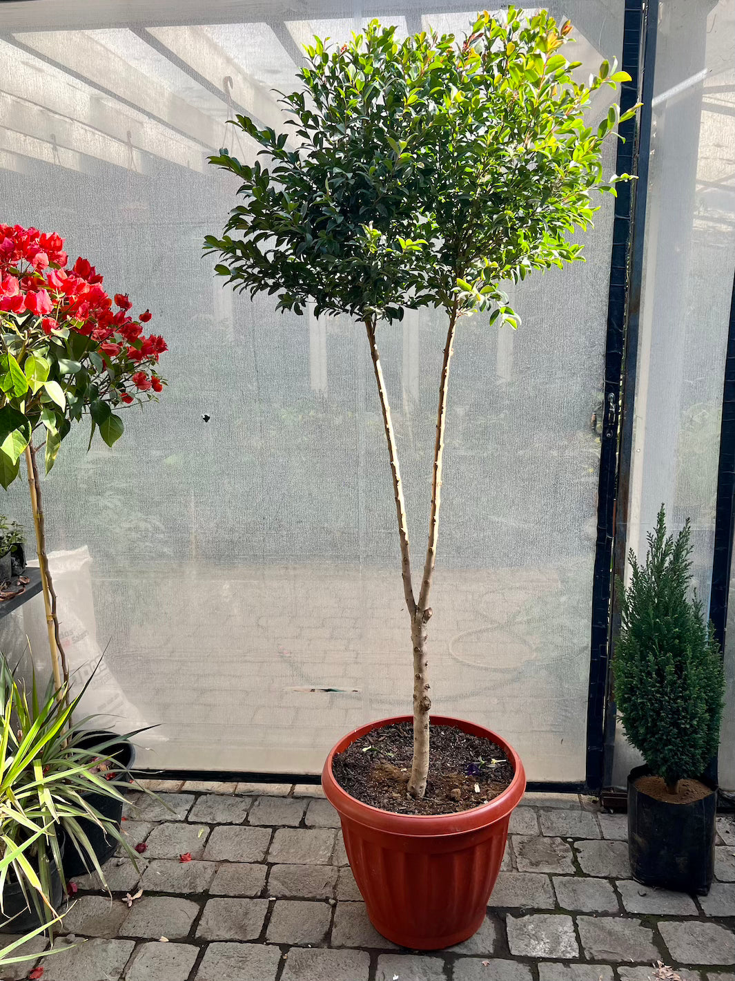 Eugenia (Eugenia Myrtifolia) Pie Alto XXL