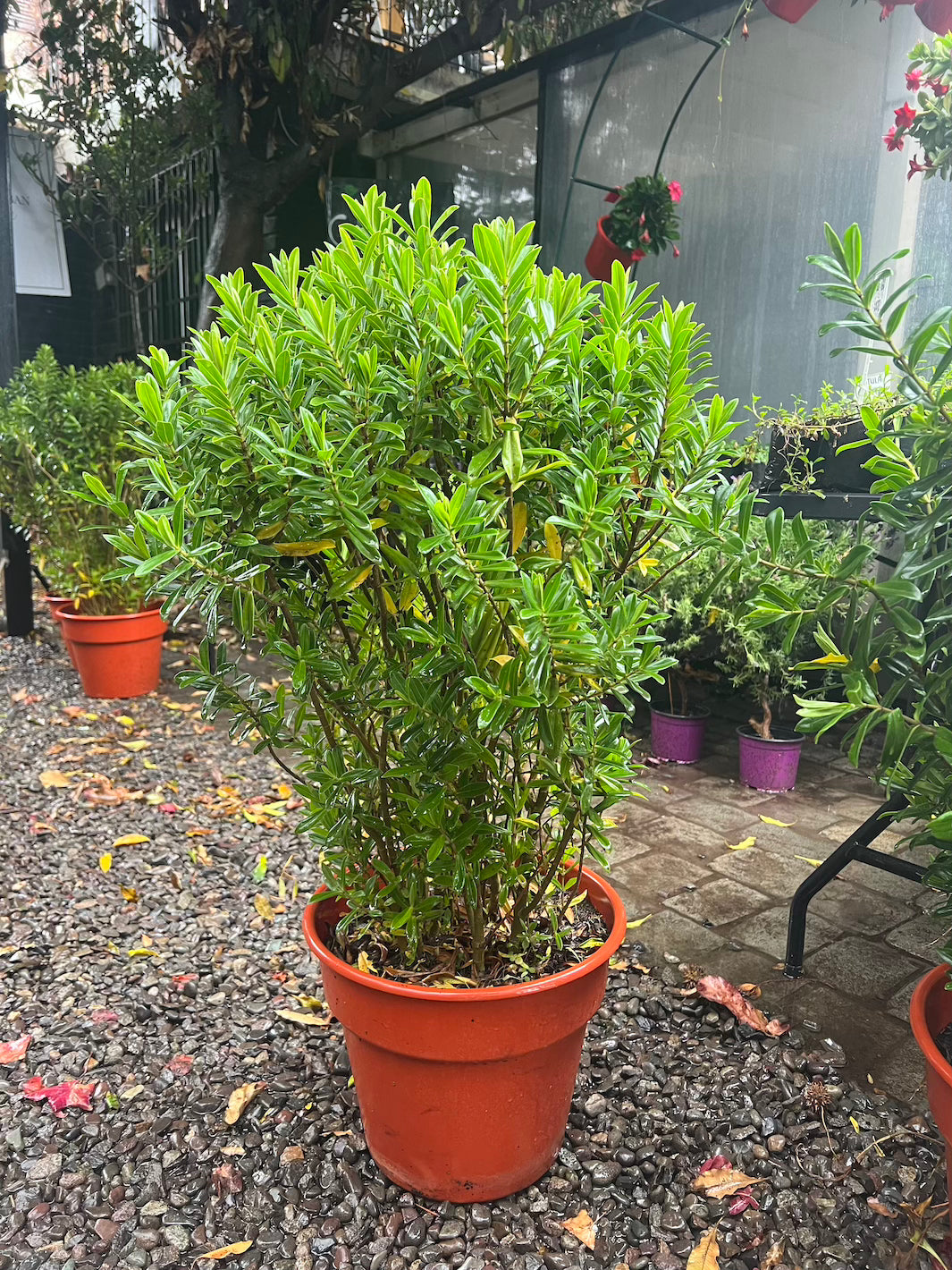 Vero (Veronica) XL