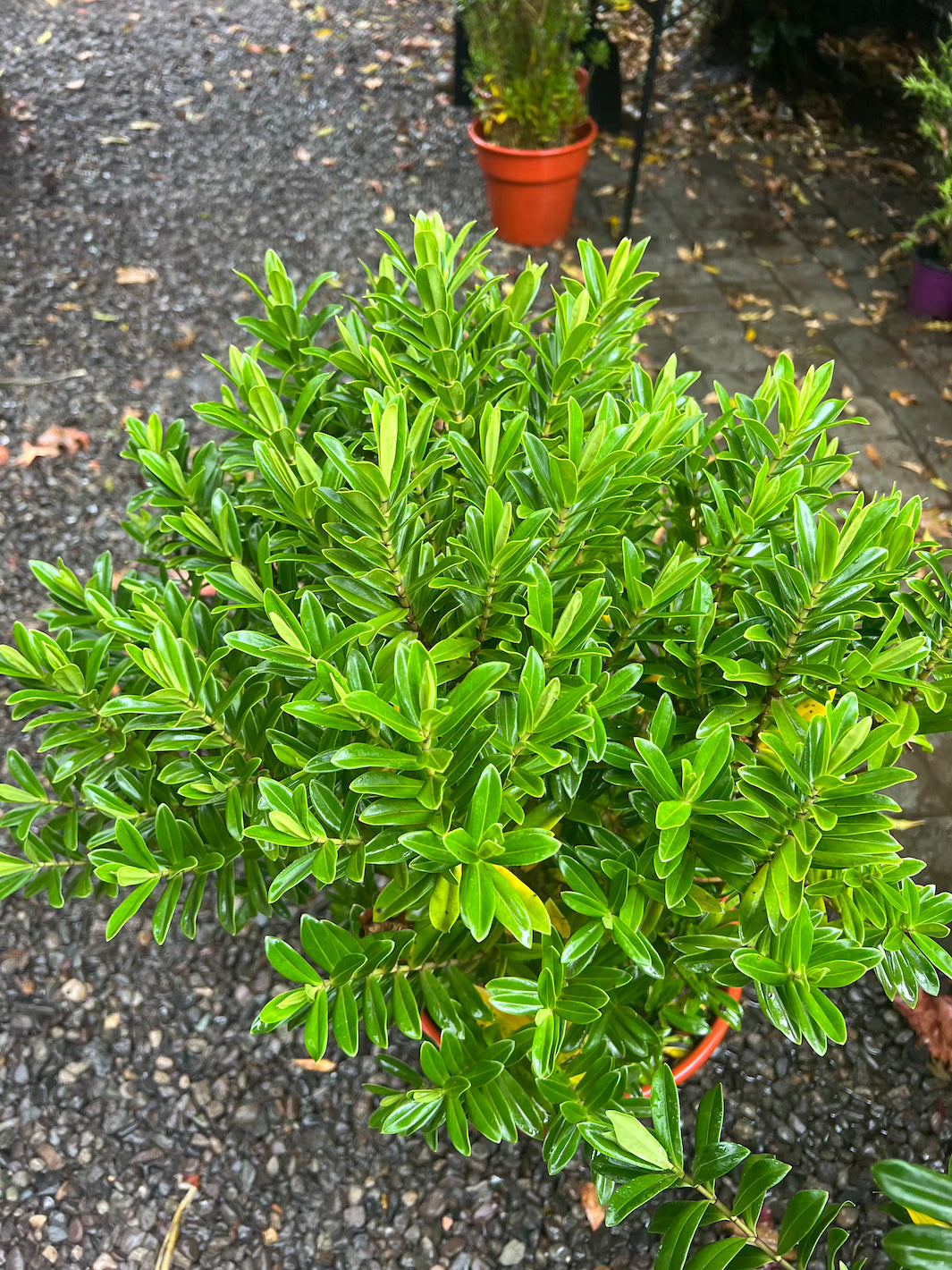 Vero (Veronica) XL