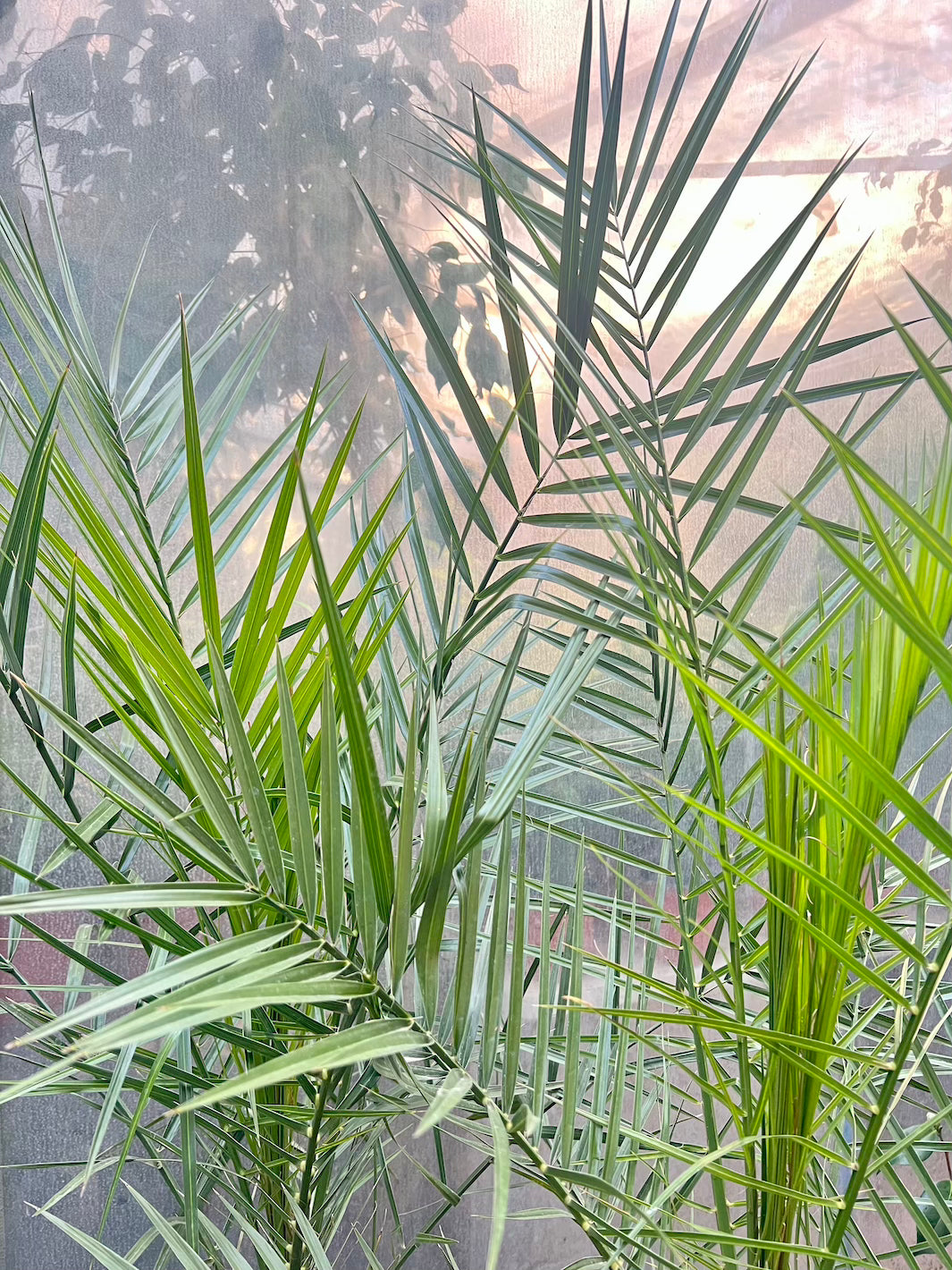 Fenix (Palmera Fenix)