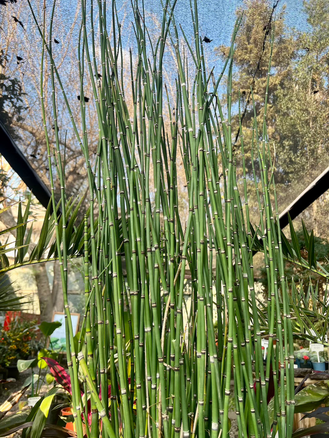 Equisetum XL (Cola de Caballo)