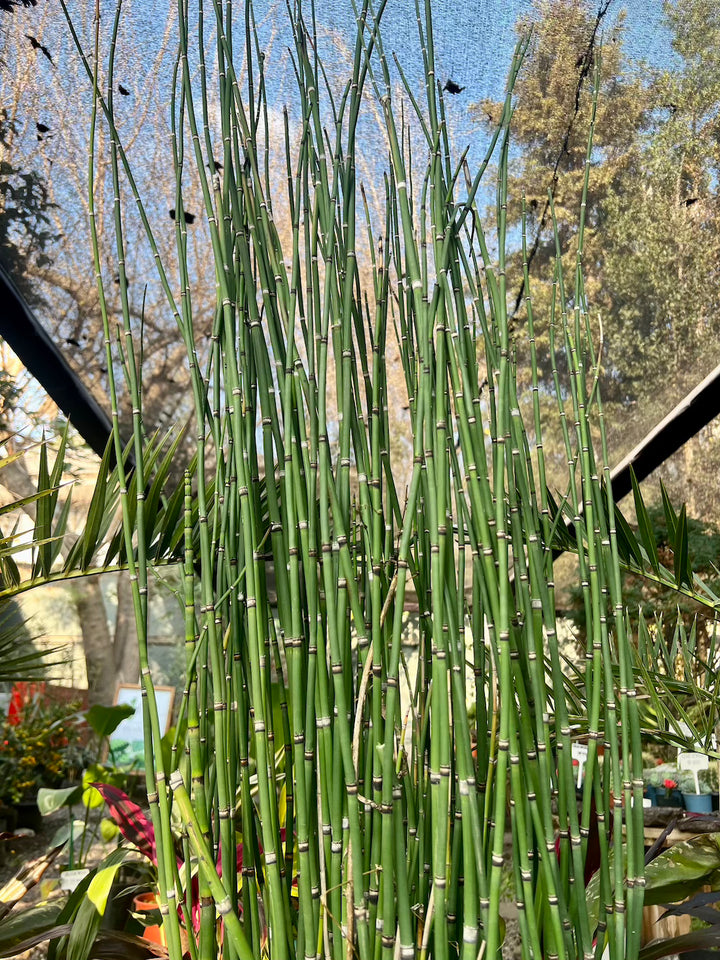 Equisetum XL (Cola de Caballo)