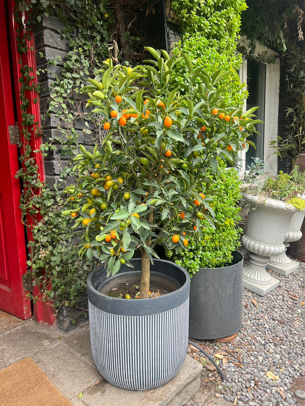 Karin XXL (Kumquat)