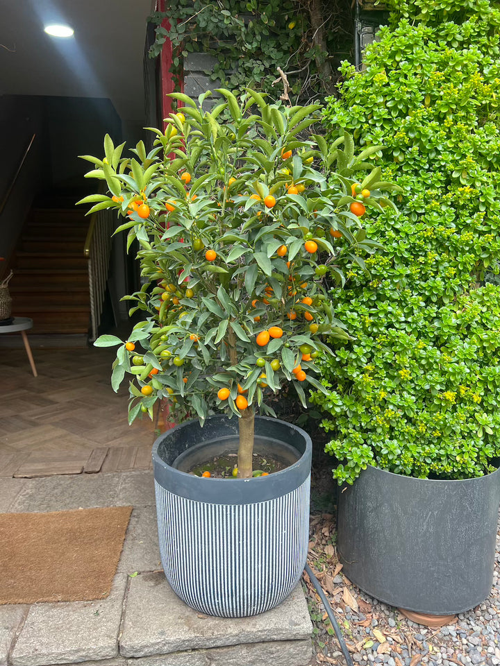 Karin XXL (Kumquat)