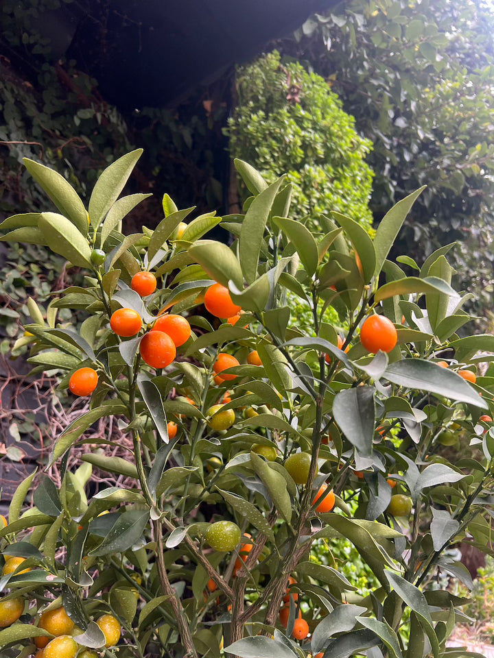 Karin XXL (Kumquat)