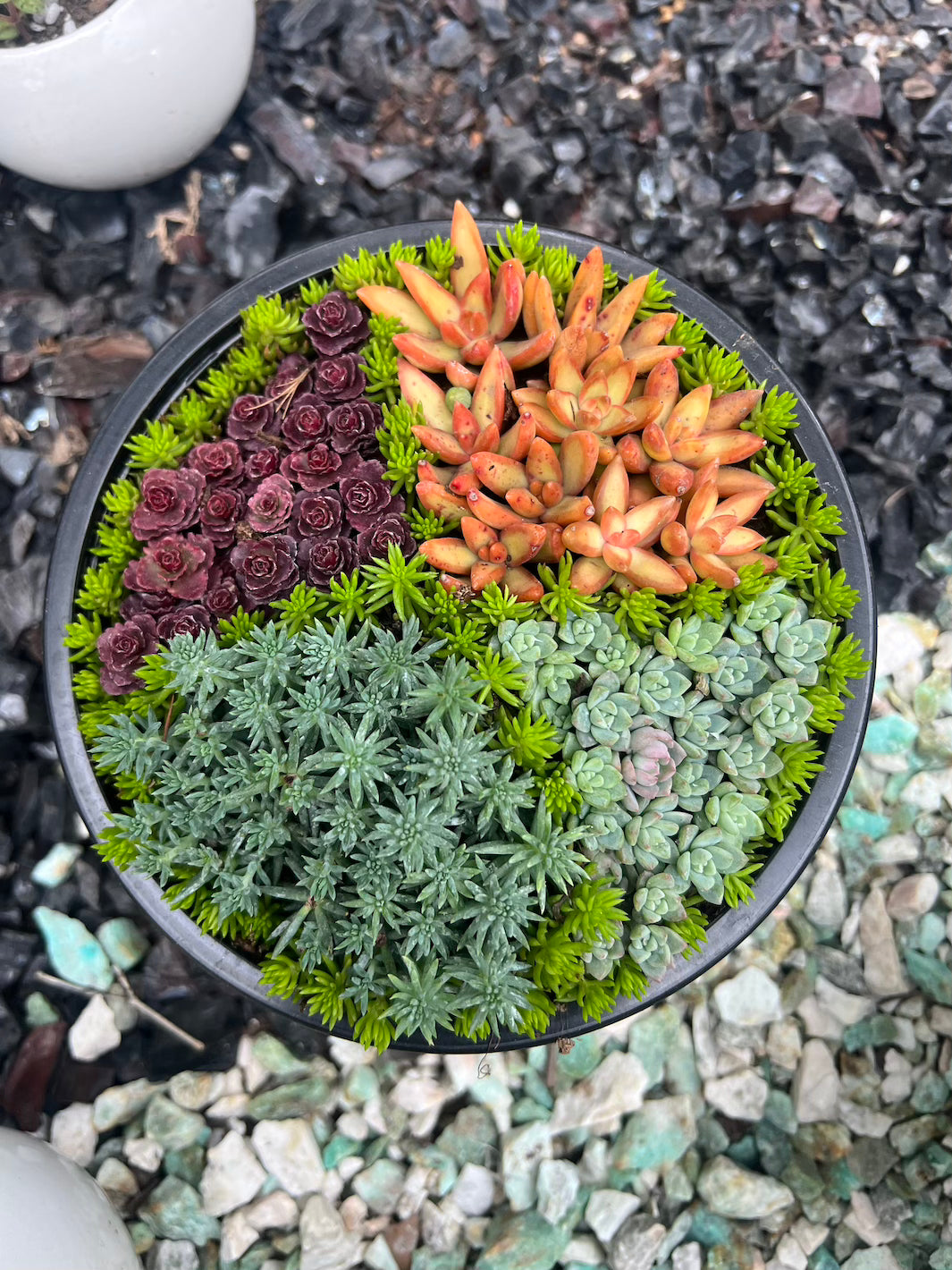 Arreglo de Suculentas