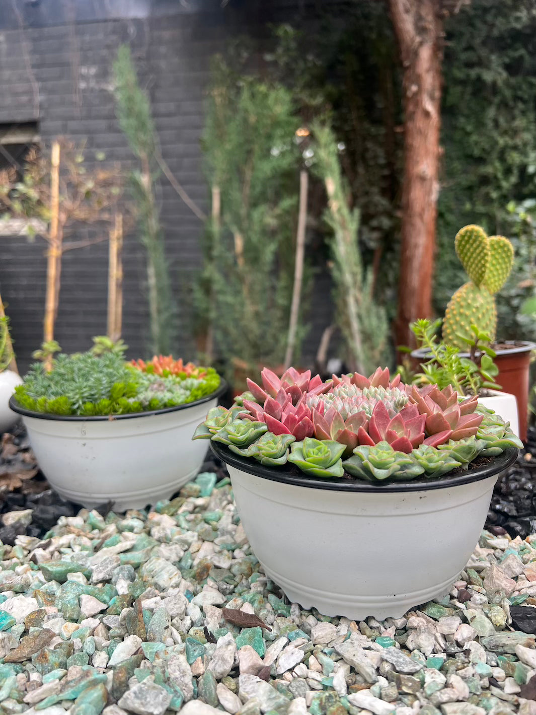 Arreglo de Suculentas