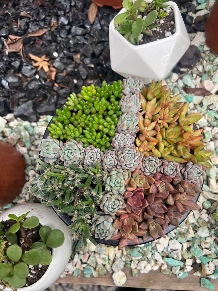 Arreglo de Suculentas