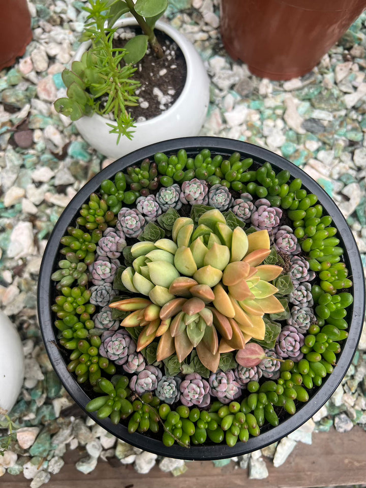 Arreglo de Suculentas