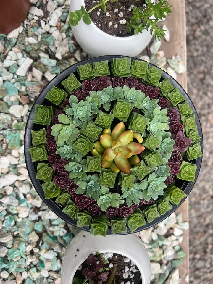 Arreglo de Suculentas