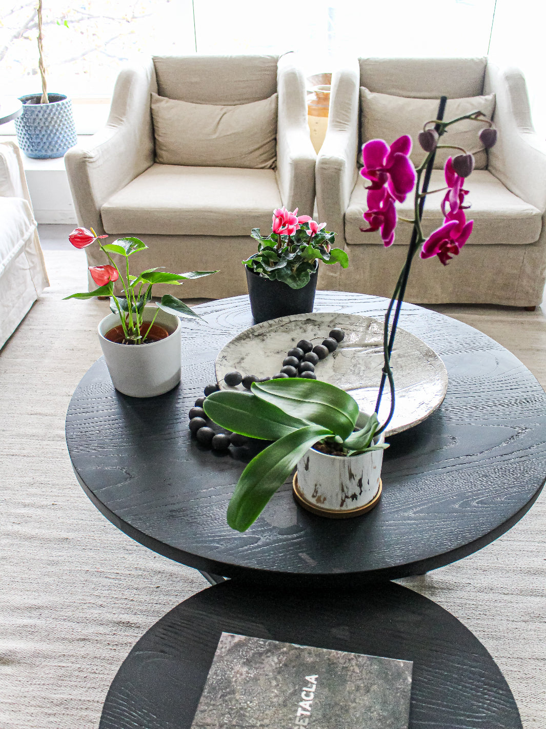 Pack Plantas con Flor