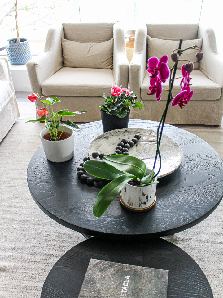 Pack Plantas con Flor