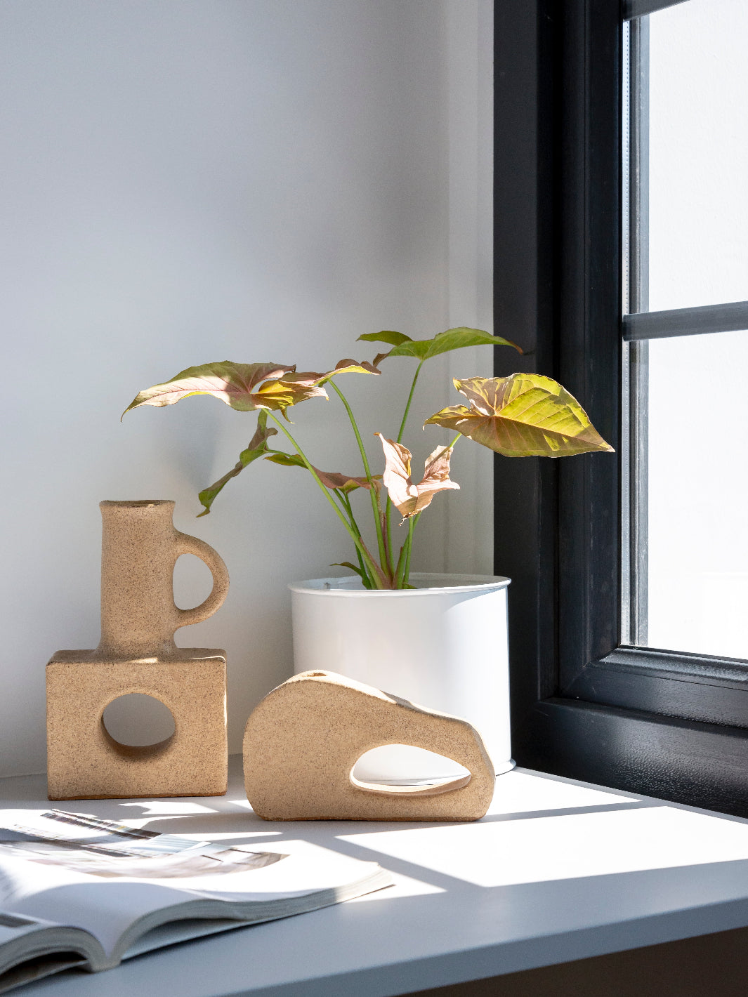 Roxana (Syngonio Rosado)