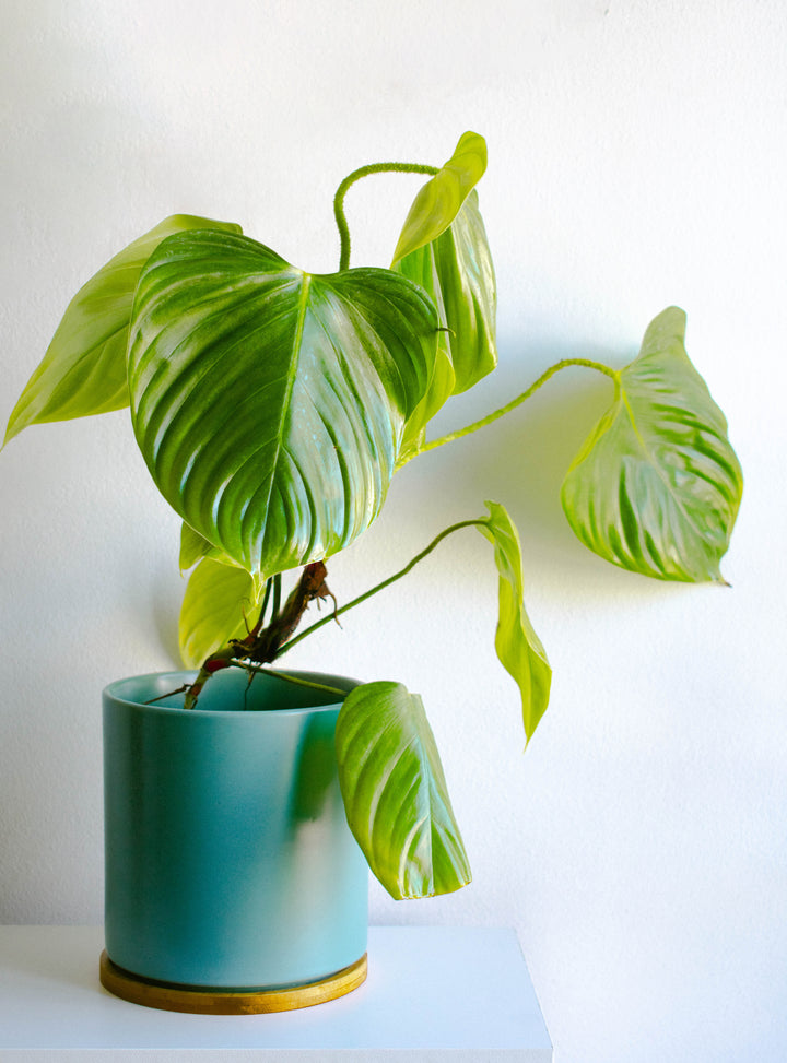 Natalia (Philodendro Nangaritense)