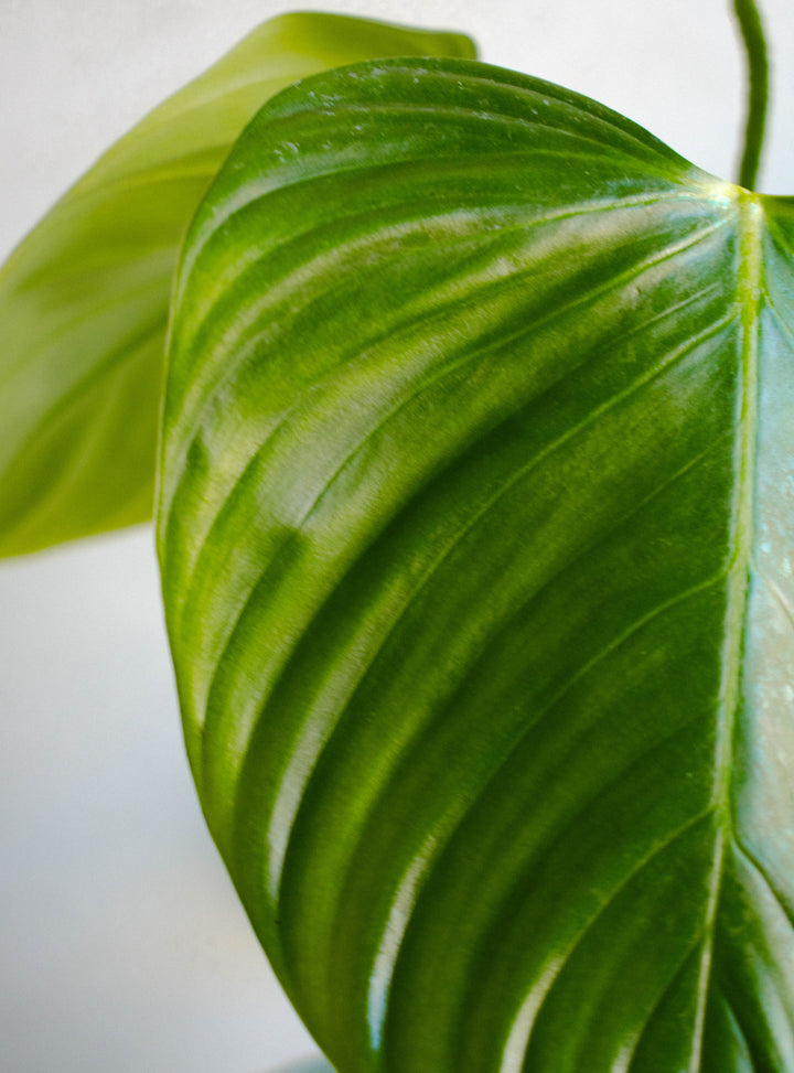 Natalia (Philodendro Nangaritense)