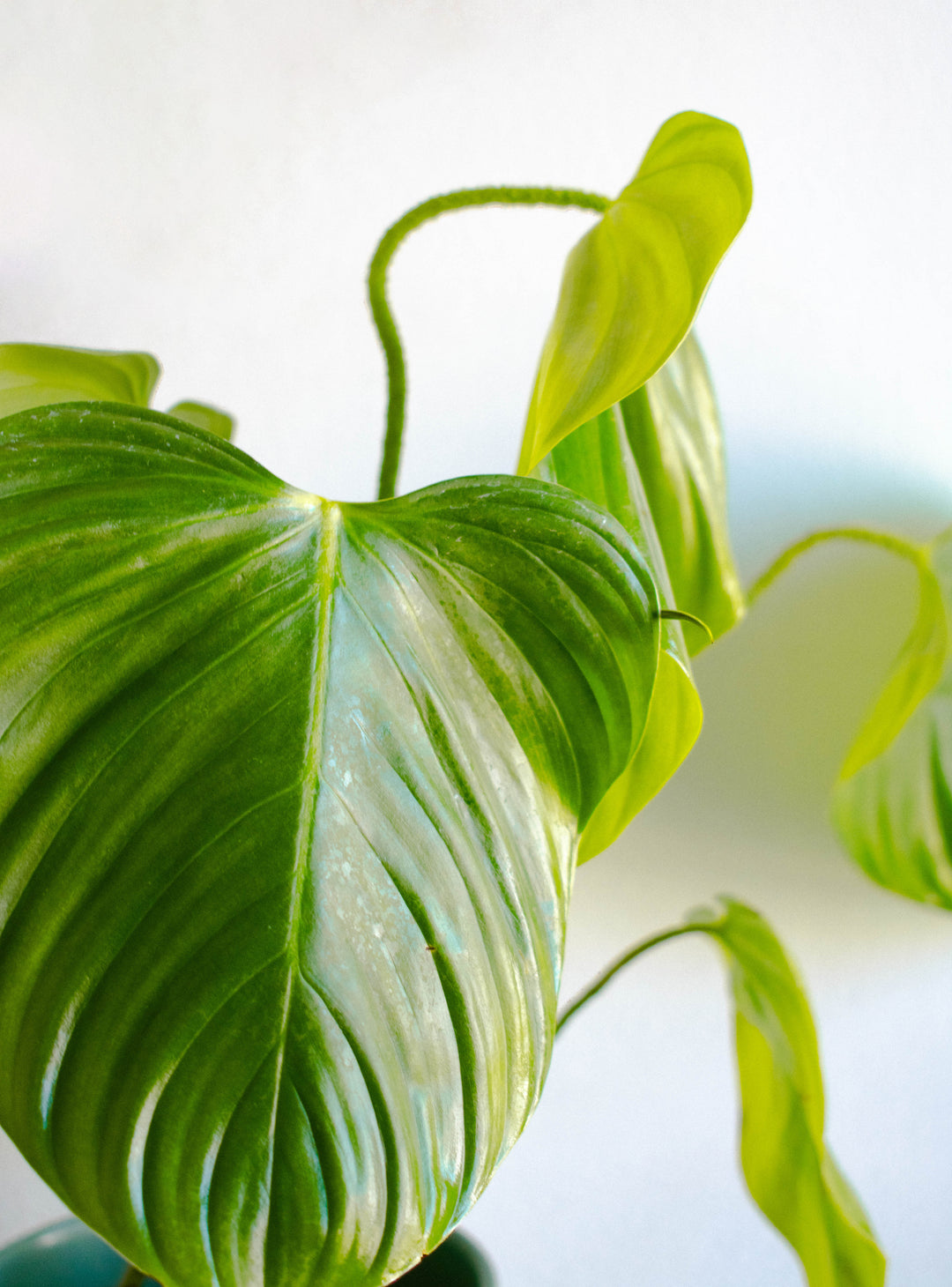 Natalia (Philodendro Nangaritense)