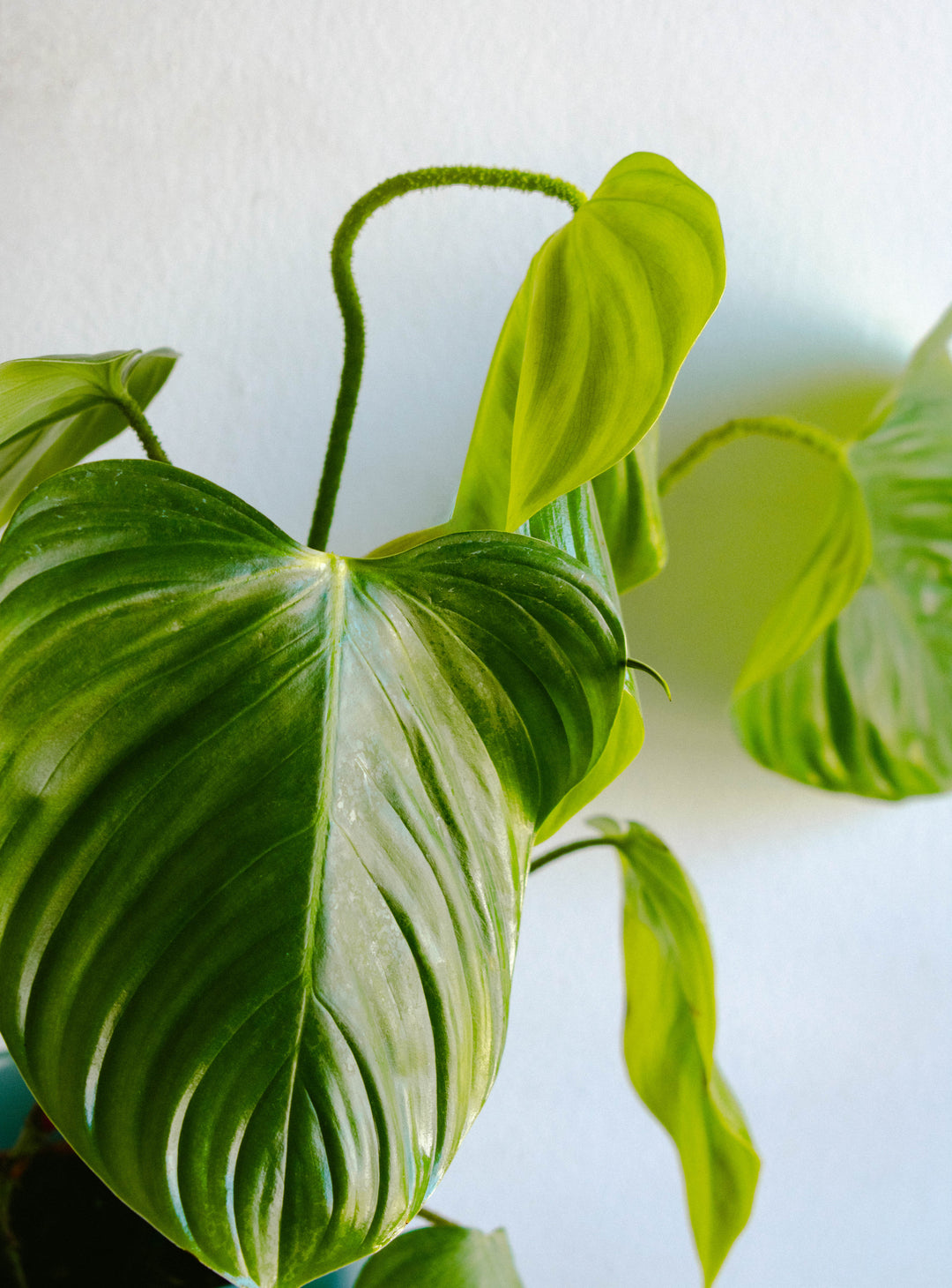 Natalia (Philodendro Nangaritense)