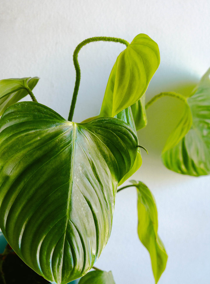 Natalia (Philodendro Nangaritense)