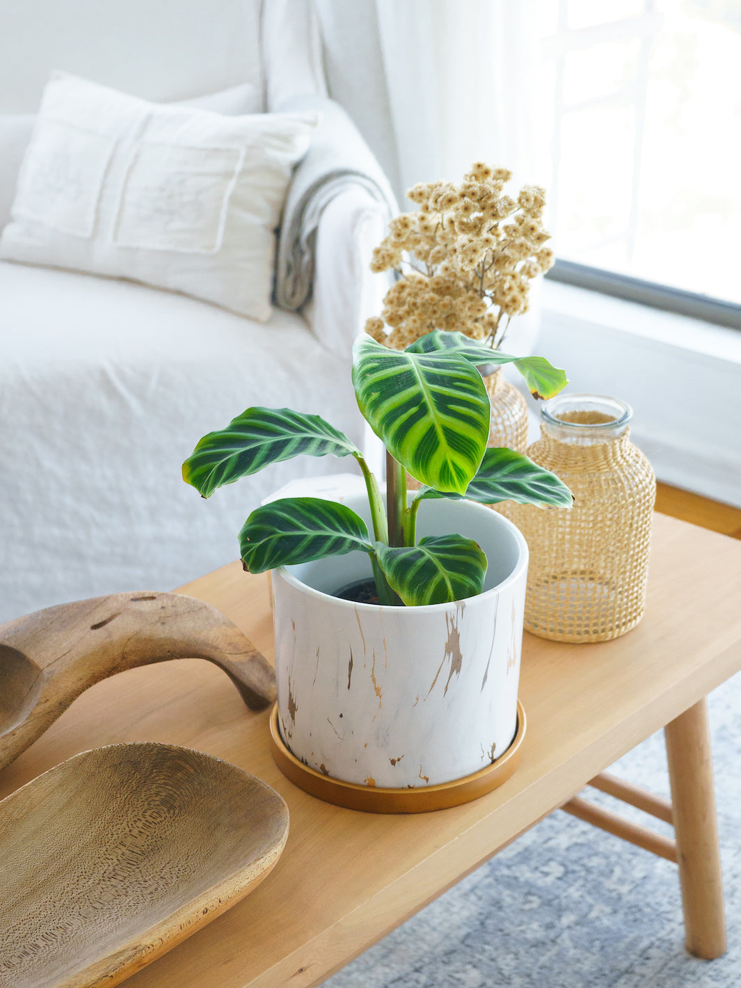 Sabrina (Calathea Zebrina)