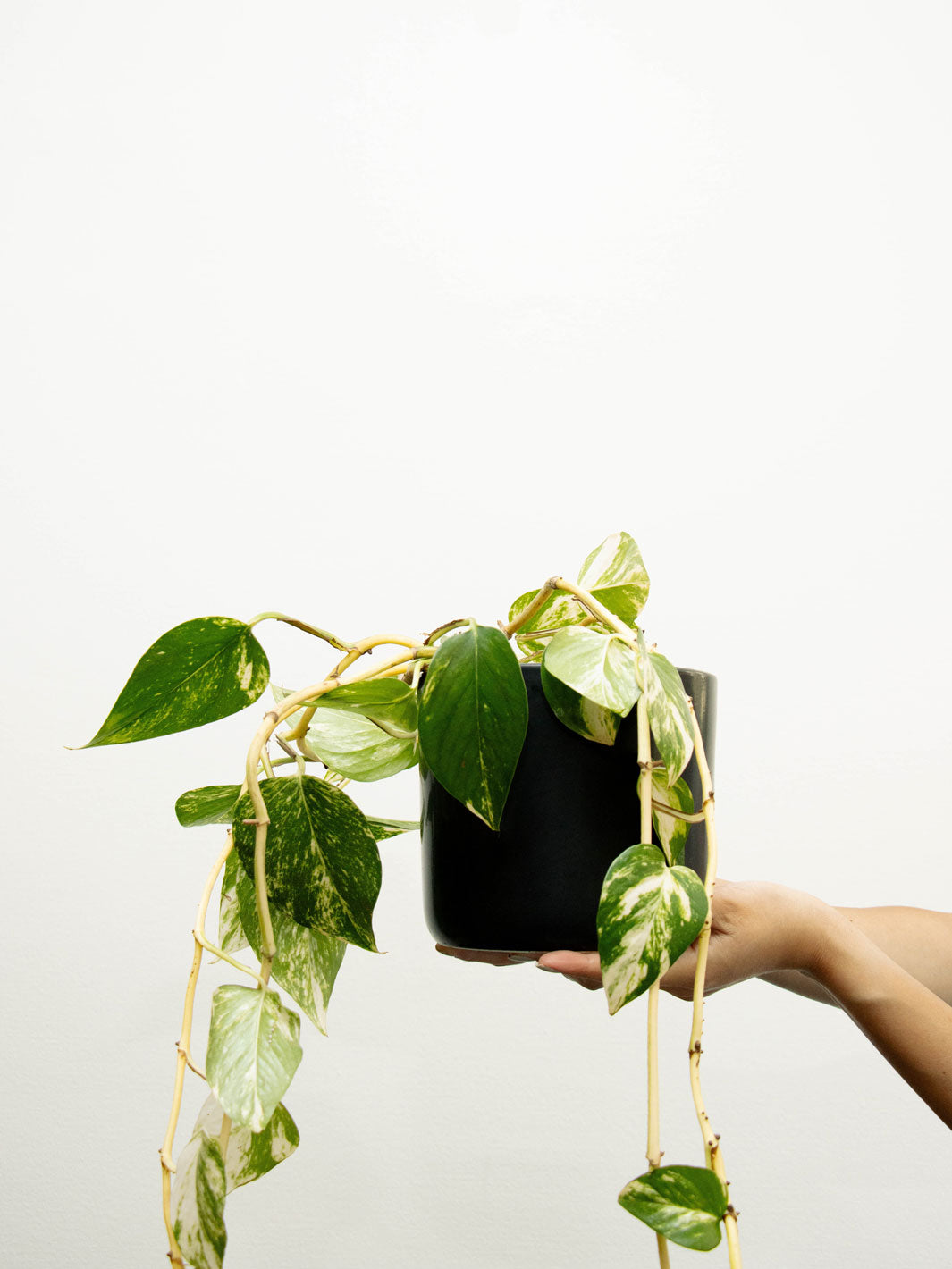 Pauli XL (Pothus)
