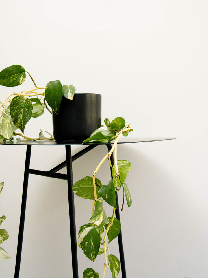 Pauli XL (Pothus)