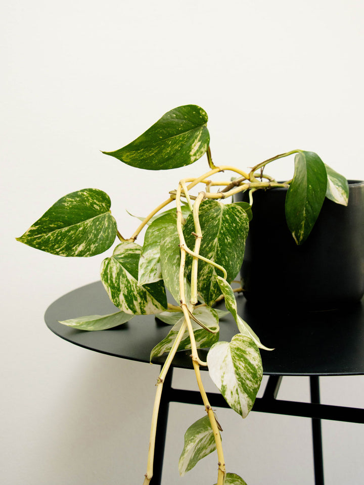 Pauli XL (Pothus)